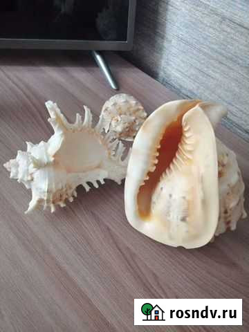 Морские раковины Алексин - изображение 1