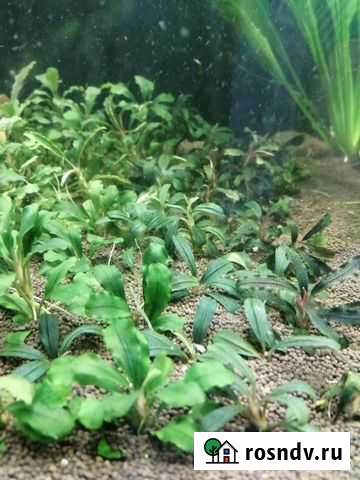 Буцефаландры Самара - изображение 1