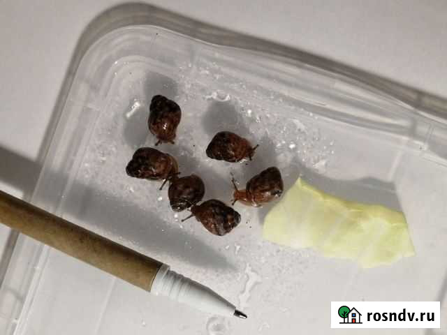 Улитки ахатины Воронеж - изображение 1