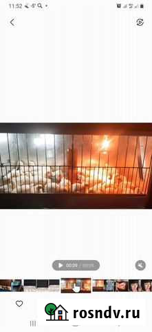 Брудер Усть-Илимск - изображение 1