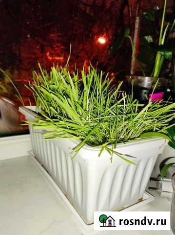 Ячмень, овес, пшеница для кошек Королев - изображение 1