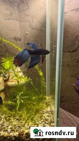 Аквариумные рыбки Нижний Новгород - изображение 1