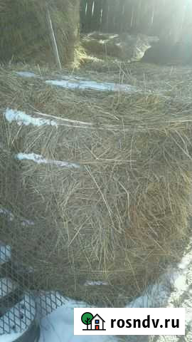 Сено Усолье-Сибирское - изображение 1