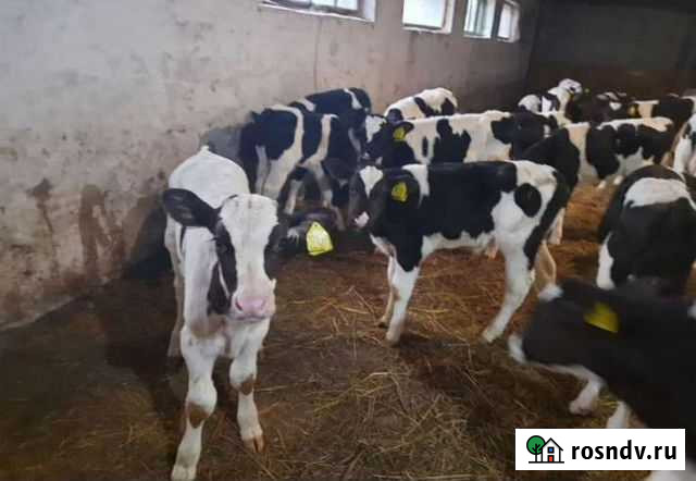 Телята бычки Ленинградская - изображение 1