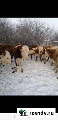 Быки Чертково - изображение 1