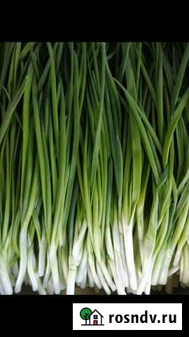 Лук перо, зелень Великий Новгород - изображение 1