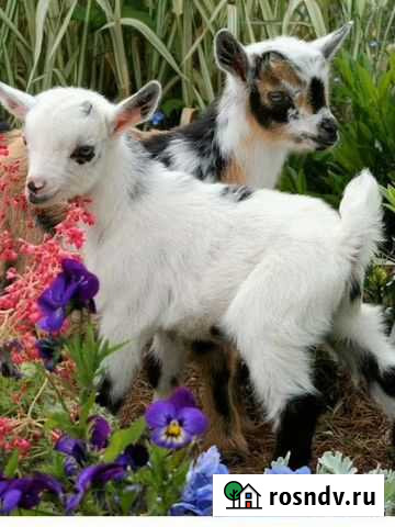 Козлята Владимир - изображение 1