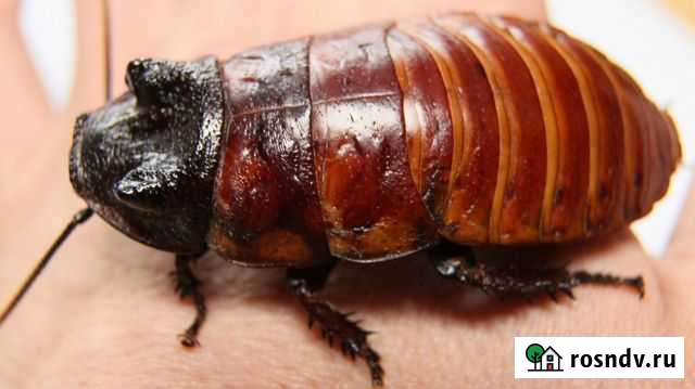 Мадагаскарский таракан Оренбург - изображение 1