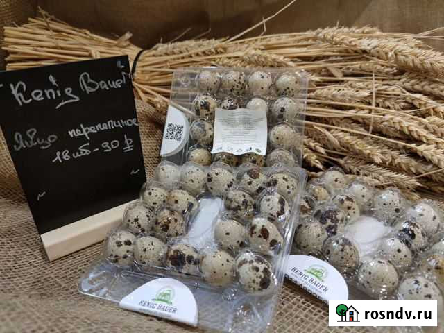Яйца перепелиные Калининград - изображение 1
