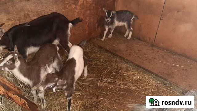 Козлики Волхов - изображение 1