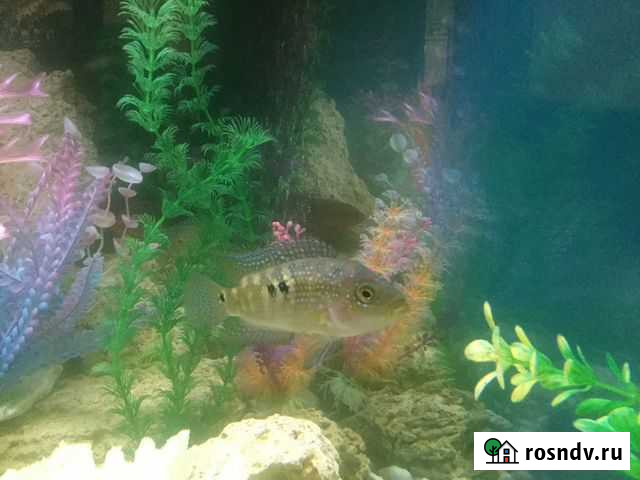 Цихлазома пчелка Санкт-Петербург - изображение 1