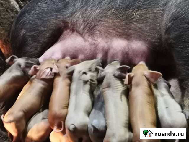 Поросята породы Дюрок Назарово - изображение 1