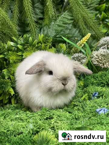 Минилоп сиамский Москва - изображение 1