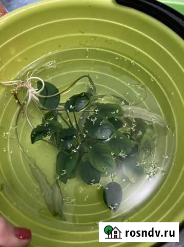 Отдам растения анубиас в аквариум Бердск - изображение 1