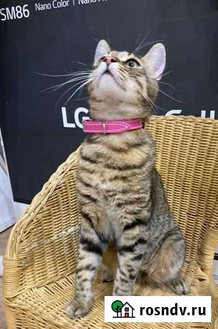 Поводки,шлейки,ошейники,намордники Ростов-на-Дону - изображение 1