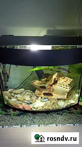 Аквариум 40л с рыбками Белгород - изображение 1