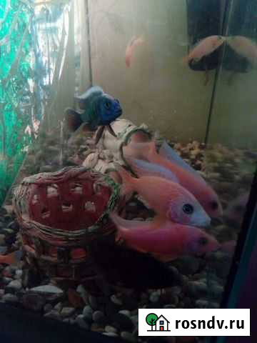 Цихлиды корм- для рыб Калуга - изображение 1