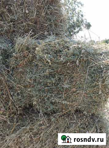 Сено люцерны 2 укос Старый Крым - изображение 1