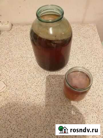 Чайный гриб Тула - изображение 1