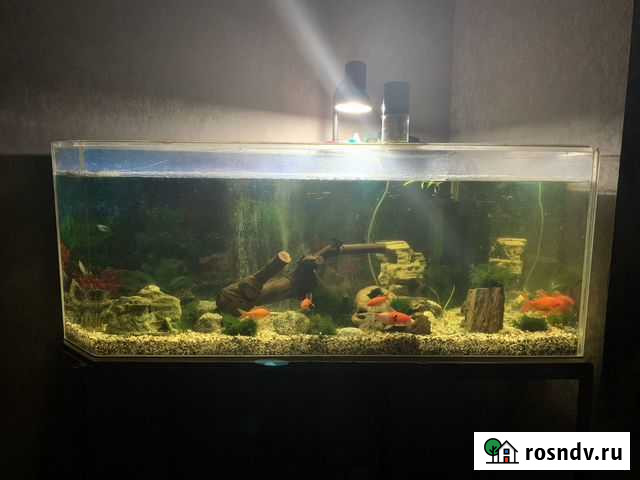 Аквариум Саратов - изображение 1