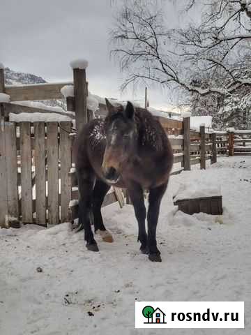Лошади Горно-Алтайск - изображение 1
