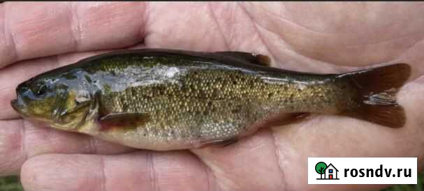 Гольян-живец Павлово - изображение 1