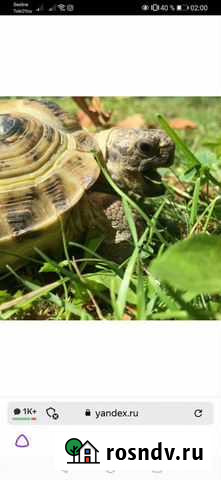 Черепаха по имени Петька Москва - изображение 1