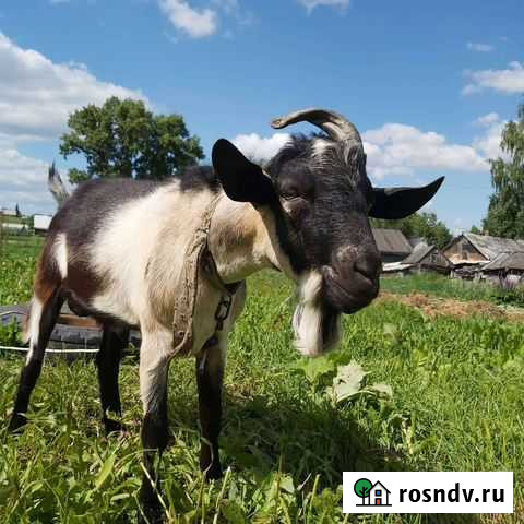 Козел альпийский Прокопьевск - изображение 1