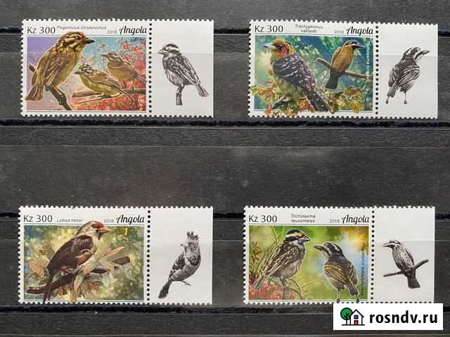 Ангола 2018г. Фауна Анголы. Птицы. Бородатки Ростов-на-Дону - изображение 1
