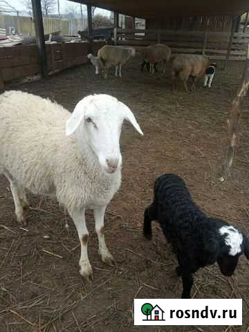 Овцы с ягнятами Гудермес - изображение 1