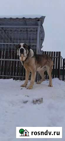 Алабай. Вязка.Среднеазиатская овчарка Алексеевка - изображение 1