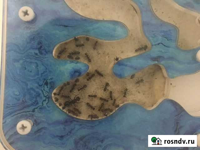 Муравьиные фермы Antplanet с муравьями (Бегунки) Деденево - изображение 1