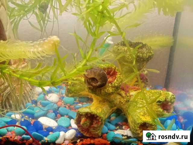 Улитки ампулярия Новосибирск - изображение 1