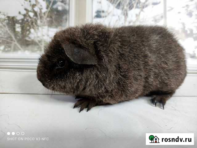 Морские свинки Американ.Тедди Москва - изображение 1