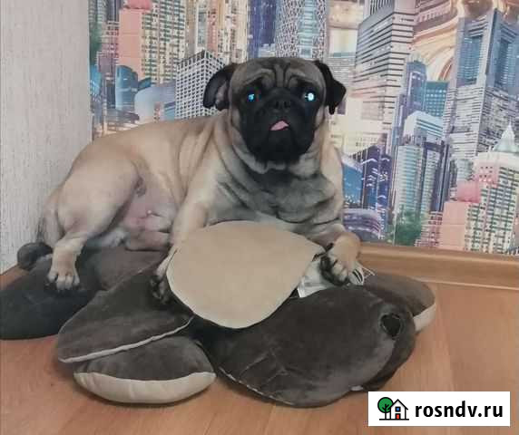 Вязка Мопс Саратов - изображение 1