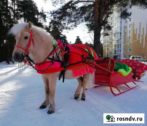 Пони на ваш праздник в карете, санях или верхом Тверь - изображение 1