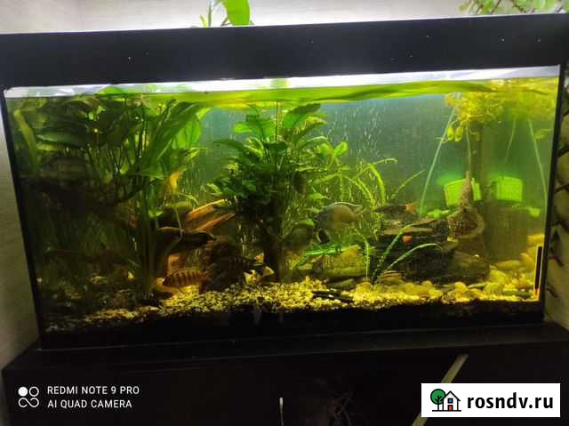 Аквариум Ангарск - изображение 1