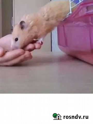Сирийские хомячки Барнаул - изображение 1
