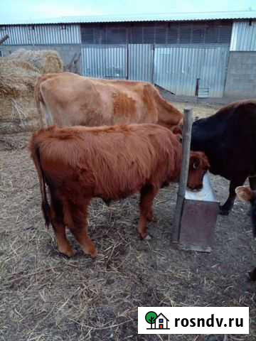 Корова Икон-Халк - изображение 1