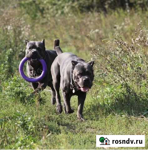 Выгул и дрессировка собак Барнаул - изображение 1