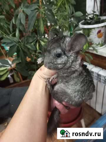 Шиншилла Нижний Новгород - изображение 1