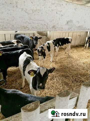 Крс Телята Бычки Средняя Ахтуба - изображение 1