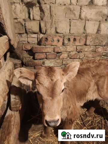 Теленок Шамхал - изображение 1