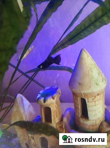 Моллинезия Дубовое - изображение 1