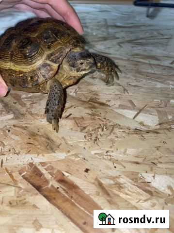 Черепаха сухопутная Саратов - изображение 1