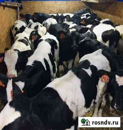 Бычки на откорм Кондоль