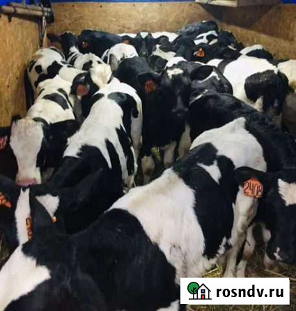 Бычки на откорм Кондоль - изображение 1
