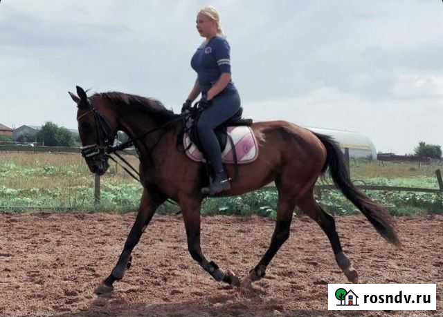 Лошадь в аренду мо Север Москва - изображение 1
