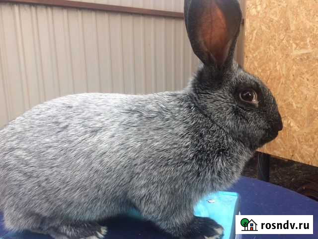 Кролики Серебро Домодедово - изображение 1