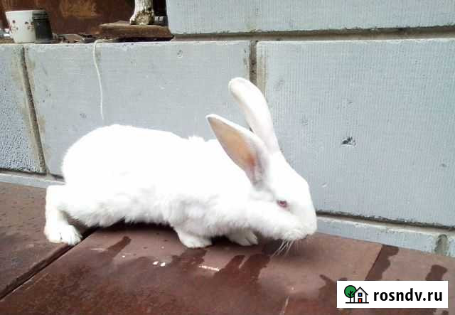 Продам на племя Ишим - изображение 1